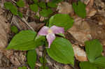 White trillium